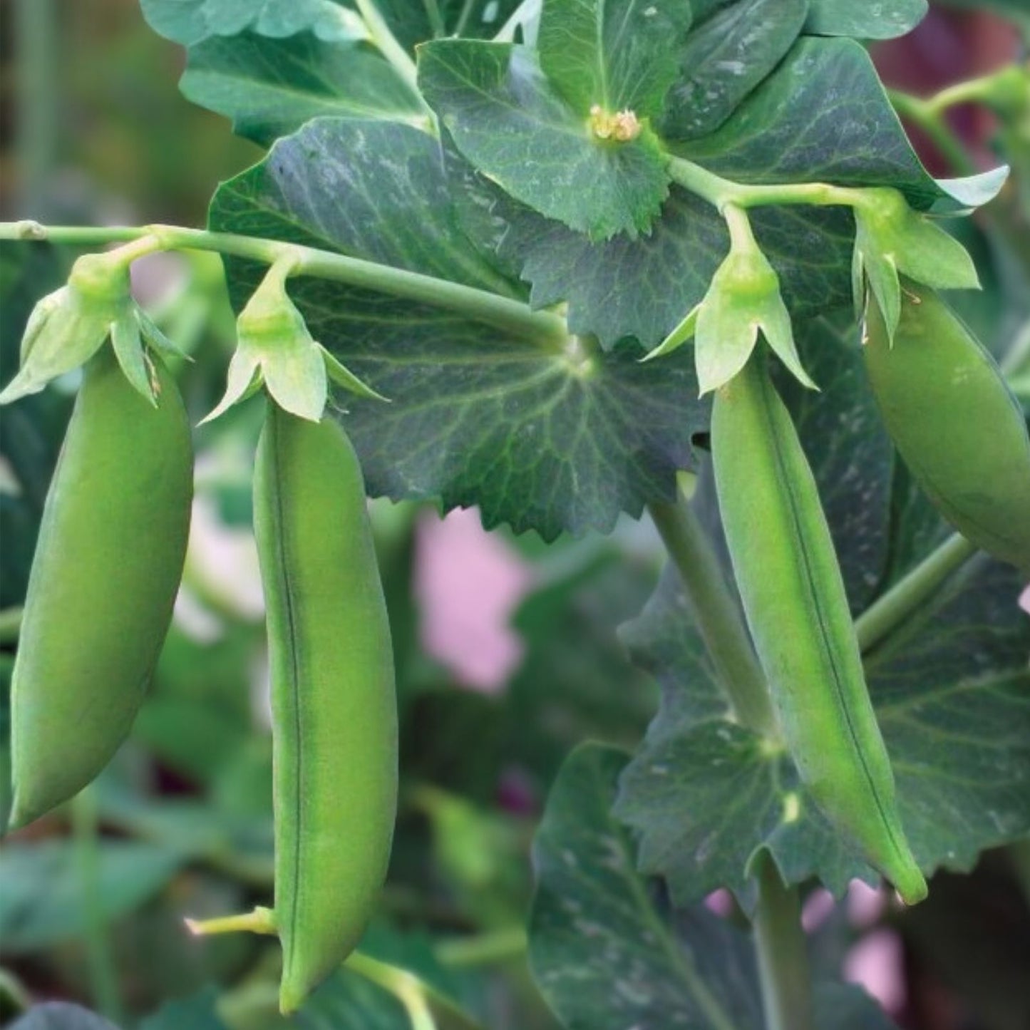 Little Marvel Pea Seeds Heirloom Non-GMO Vegetable Garden Starter Plants, Edible Pods, 20+ Seeds