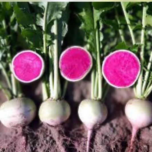 Korean Radish Seeds | Raphanus sativus var. longipinnatus | Edible Root Vegetable | 100+ Starter Seeds for Garden Planting