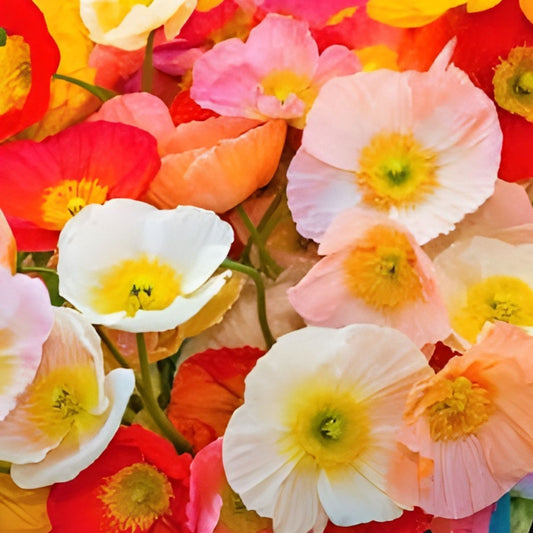 Iceland Poppy Seeds 500 Count - Papaver nudicaule - Colorful Garden Flower Seeds for Planting, Cutting, or Bare Root - New Harvest Quality