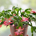 Giant Christmas Thanksgiving Cactus Cuttings Red S. truncata Indoor Plant for Home Decor Garden