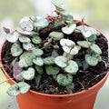 Four Varieties Plant Cuttings | String of Hearts, Peperomia, Succulents | Live Indoor Houseplants for Decor