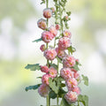 Hollyhock Seeds 500 Pack Pink Red Yellow Perennial Flower Seeds for Garden Landscaping Pollinator Gardens