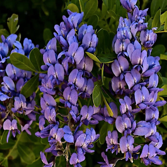 Mescal Bean Seeds for Planting - 10 Seeds, Texas Mescalbean, Texas Mountain Laurel, Sophora secundiflora, Native Wildflower Seeds