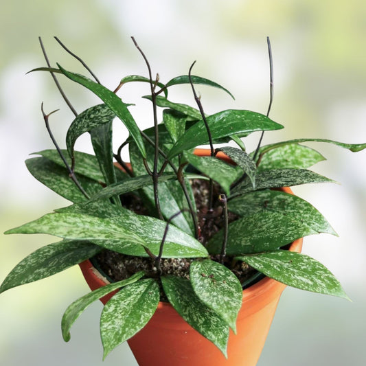 Hoya Plant - Jungle Garden Variety - Hoya pubicalyx Indoor Houseplant for Decor - Unique Green Foliage