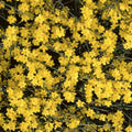Winter Jasmine Cuttings 12" Bright Yellow Flowers Jasminum nudiflorum 5 Pack Live Plant Starter Gardening