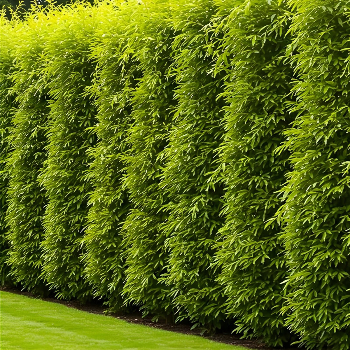 Hybrid Aussie Willow Trees 10 Pack – Fast Growing Privacy & Shade Trees – Easy to Grow Salix x 'Aussie'