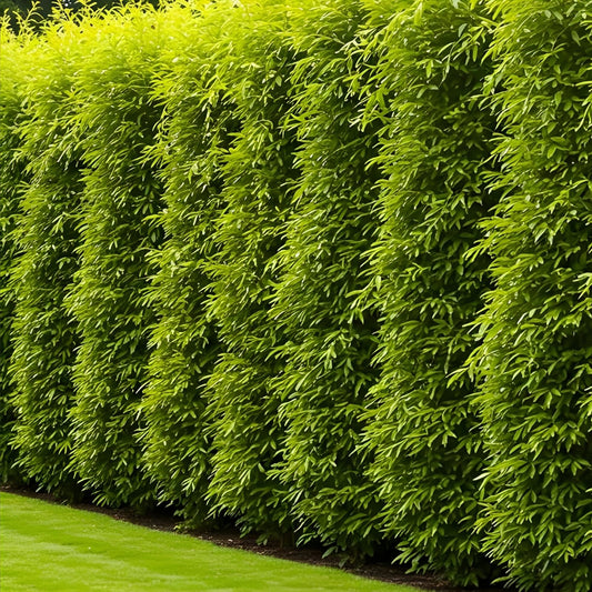 Hybrid Aussie Willow Trees 10 Pack – Fast Growing Privacy & Shade Trees – Easy to Grow Salix x 'Aussie'