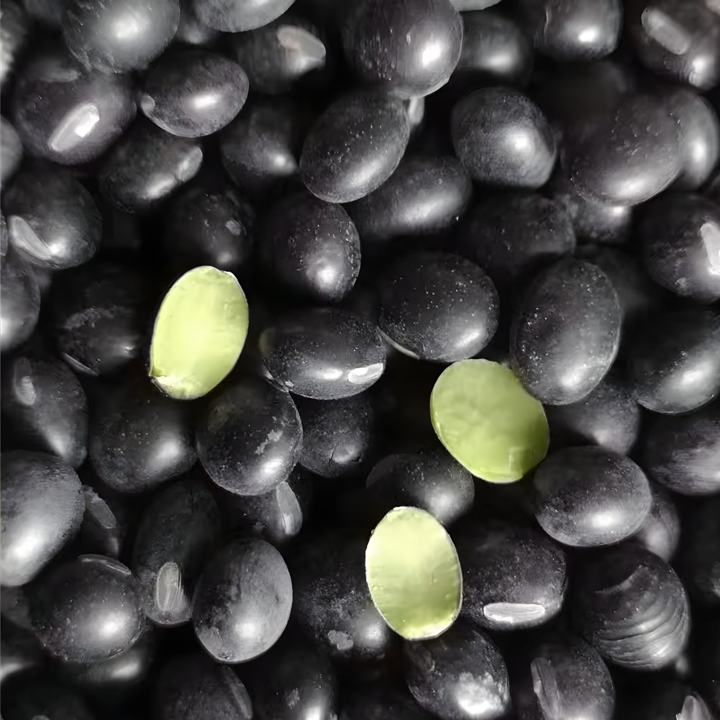 Black Soybean Seeds for Planting, Glycine max, Live Plant Starter, Garden Sprouts, Full Season Bare Root, Fresh Stock