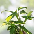 Ctenanthe lubbersiana Cuttings - 2 Pack Live Houseplants, Green Foliage, Indoor Tropical Plant, Easy Care Starter Plant