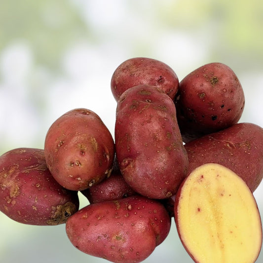 Organic French Fingerling Seed Potatoes – Non-GMO Heirloom Solanum tuberosum for Planting, Live Potato Cuttings, Starter Plants