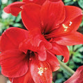 Large Red Amaryllis Bulb - Hippeastrum Live Flower Bulb for Holiday Gift, Indoor Houseplant, Starter Plant