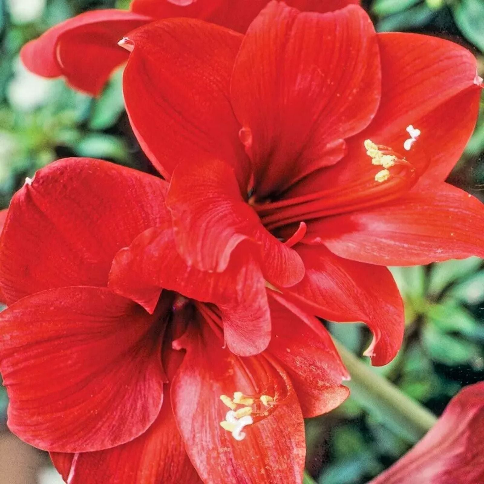 Large Red Amaryllis Bulb - Hippeastrum Live Flower Bulb for Holiday Gift, Indoor Houseplant, Starter Plant