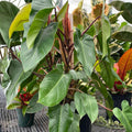Rooted Top Cutting Philodendron Red Emerald Live Plant – Philodendron erubescens – Indoor Tropical Houseplant
