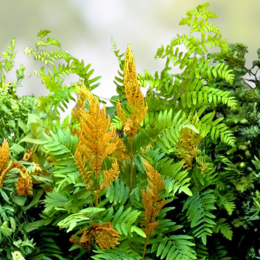 Royal Fern Live Plants 5-Pack Osmunda regalis Native Shade Garden Ferns Wetlands Plant Collection