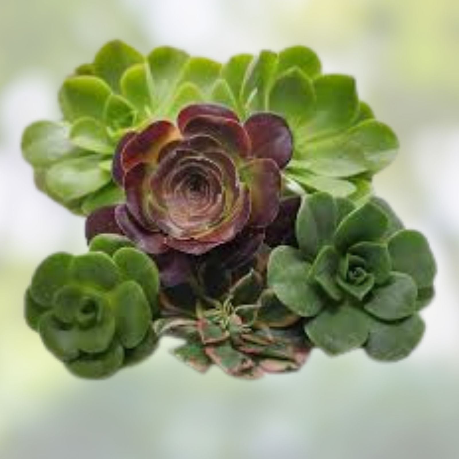 Aeonium Succulent Cuttings Set of 5 – 4-inch Varieties for Propagation – Easy to Grow Exotic Houseplants