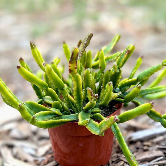 Rhipsalis edwaldiana Cutting | Mistletoe Cactus Indoor Plant | Live Succulent Starter Plant | Easy to Grow Houseplant