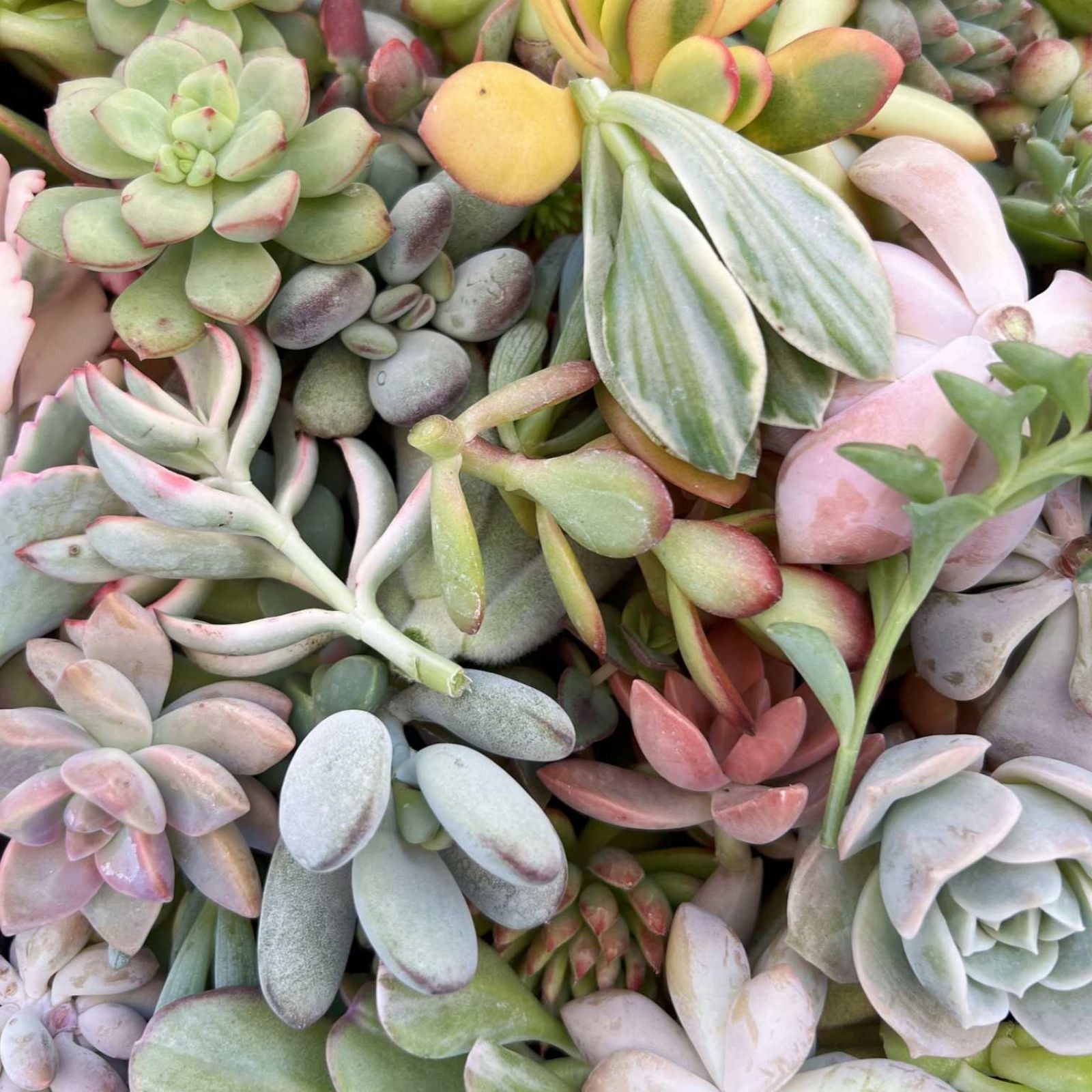 Assorted Succulent Cuttings 2" Live Plants Variety Pack for DIY Arrangements, Organic, Houseplants, Starter Plants