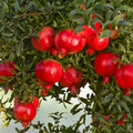 Pomegranate Cuttings Punica granatum Fruit Bearing Tree Starter Plants Garden Live Plant Bare Root