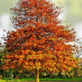 Pin Oak Tree Seedling 4-8" Live Bare Root Quercus palustris Native Hardwood Tree