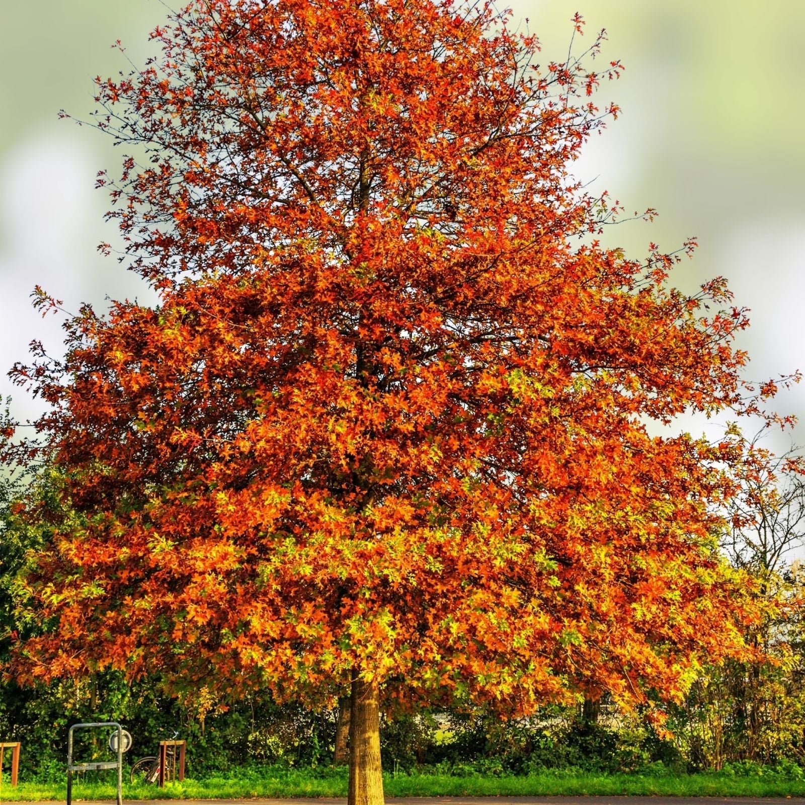 Pin Oak Tree Seedling 4-8" Live Bare Root Quercus palustris Native Hardwood Tree