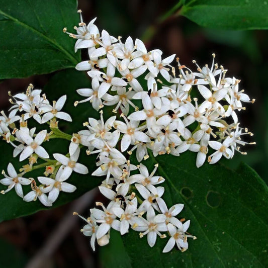 Live Rough Leaf Dogwood Plant Cornus drummondii Flowering Shrub 12-24 Inches Garden Ornamental Houseplant