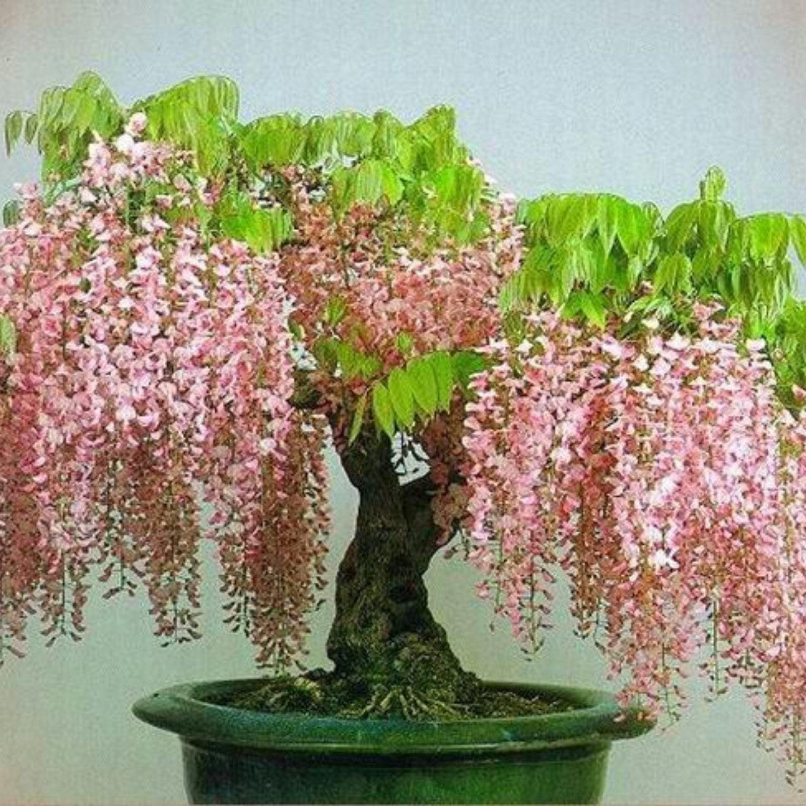 Rare Pink Wisteria Bonsai Tree Seeds, 5 Seeds - Flowering Bonsai, Wisteria floribunda, Pink Flowering Plant Seeds