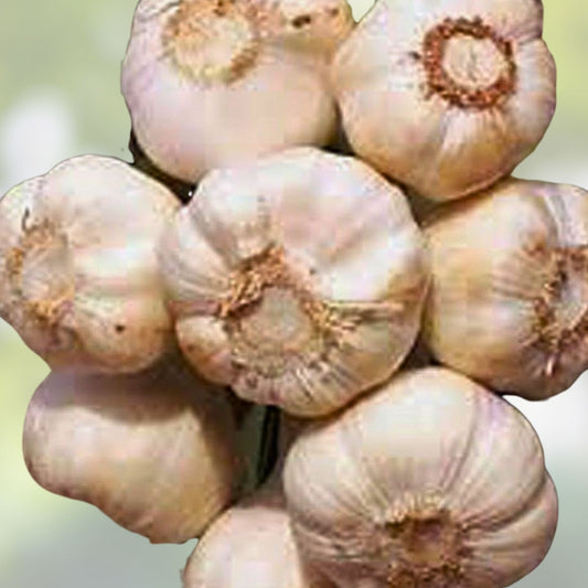 Organic Garlic Bulbs 1/2 Pound Softneck Allium sativum Live Plant for Planting, Garlic Bullets, Starter Bulb