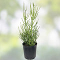 Euphorbia Tirucalli Monstrous Cactus Cutting Succulent Plant Green Stem Indoor Outdoor Easy Care