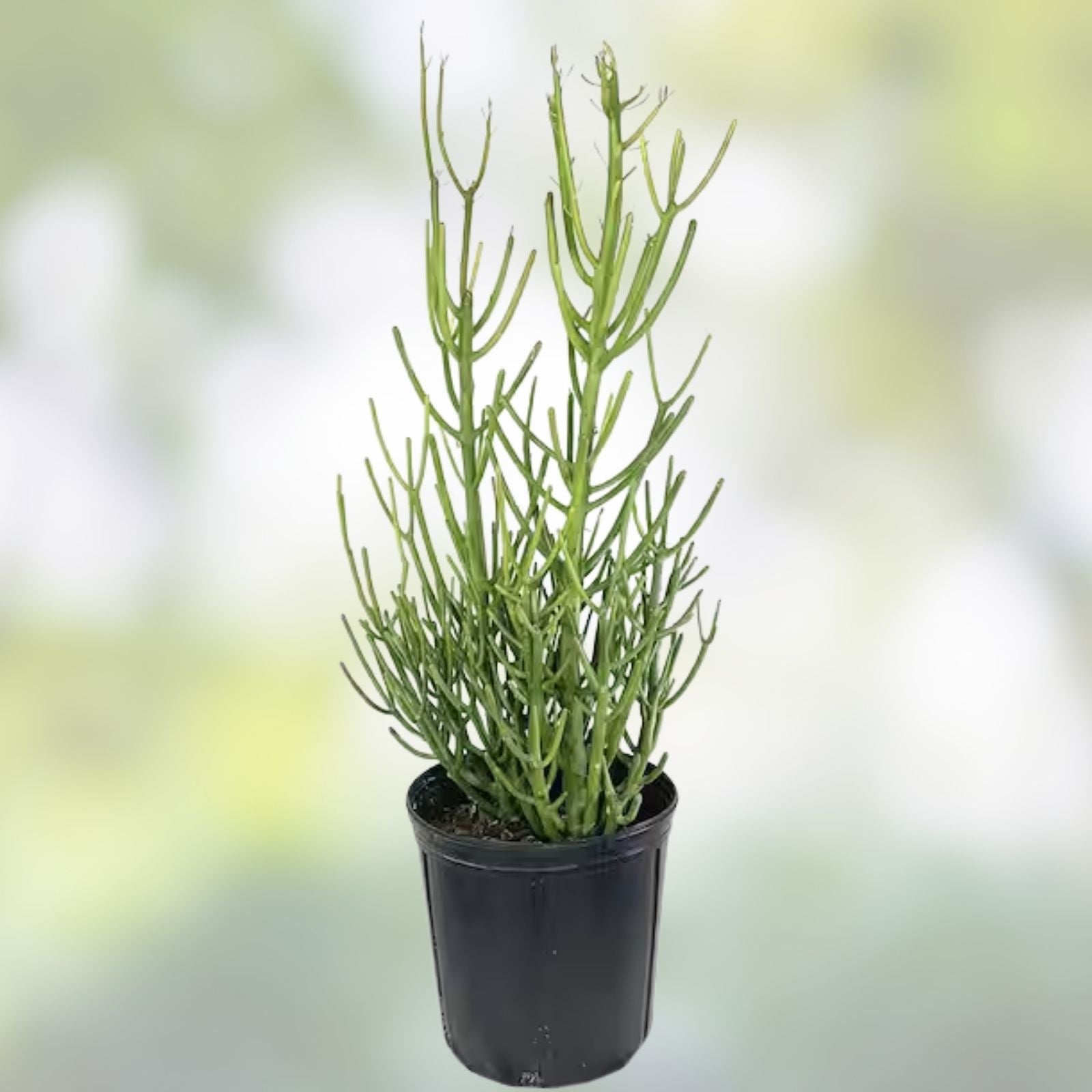 Euphorbia Tirucalli Monstrous Cactus Cutting Succulent Plant Green Stem Indoor Outdoor Easy Care