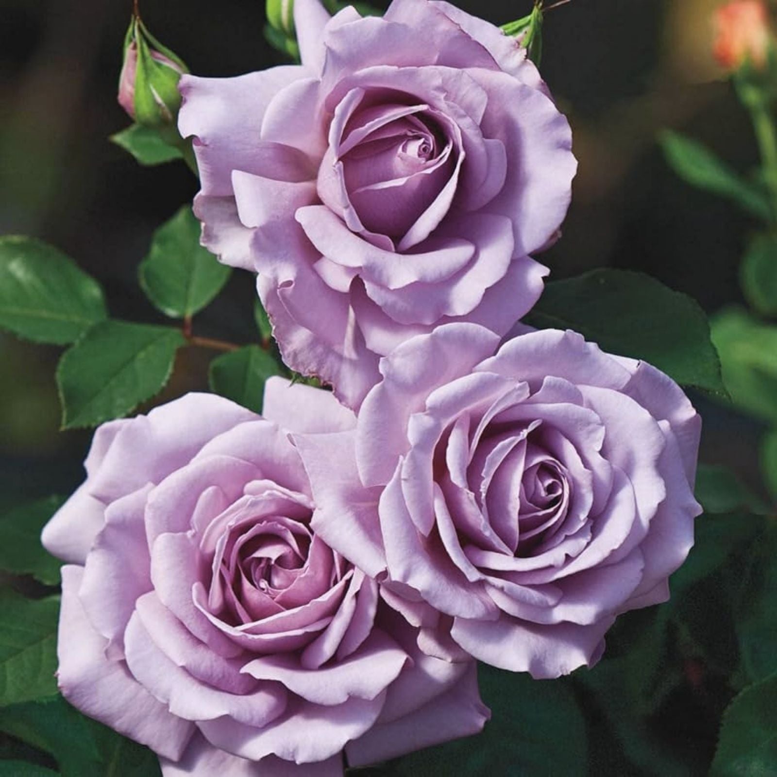 Angel Face Rose Cuttings 5 Unrooted Stem Hybrid Tea Rosa 'Angel Face' Flowering Plant