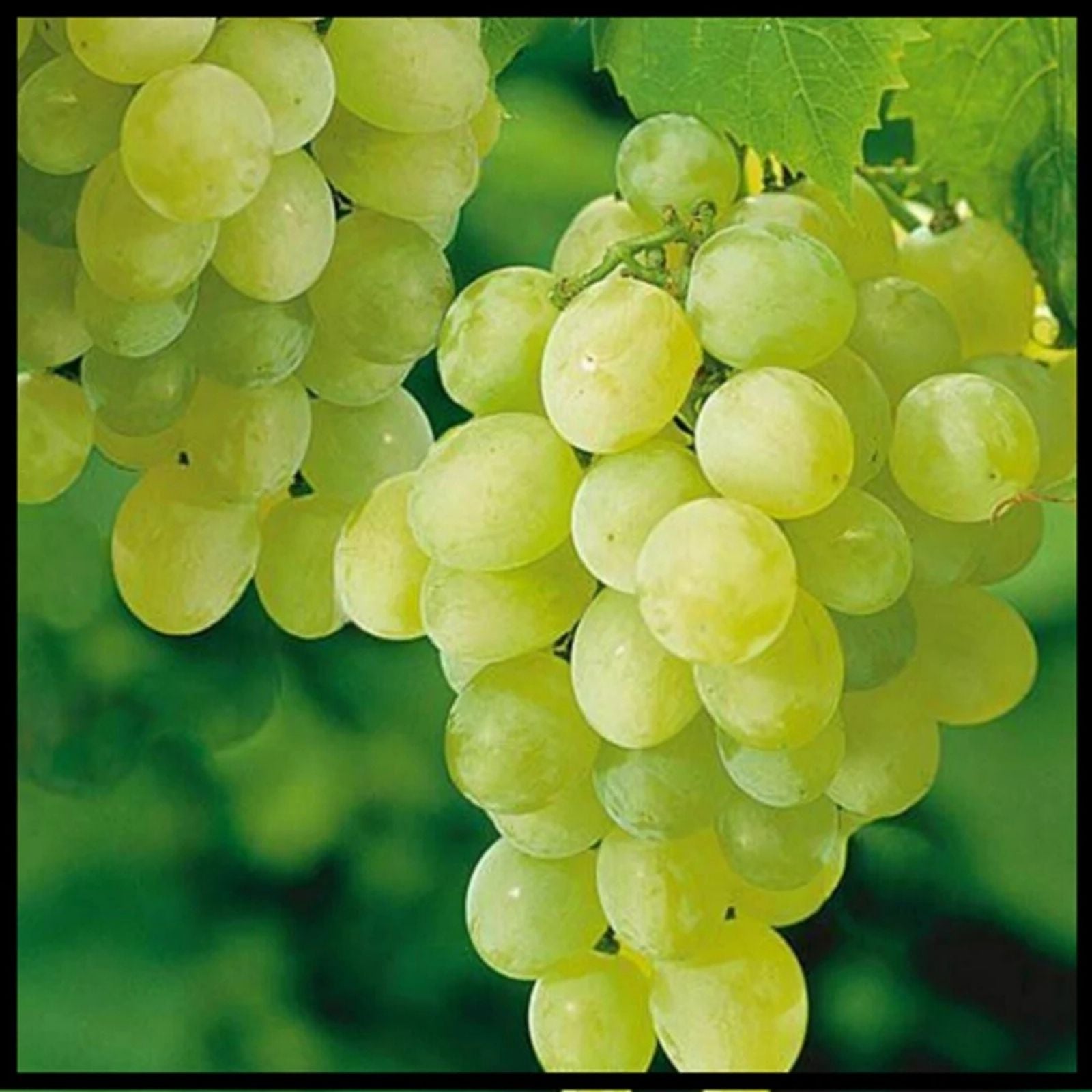 Thompson Grape Vine Cuttings 4 Pack Green Seedless Vitis vinifera Live Plant for Raisin Making, Table Grapes, Bare Root Starter Plant
