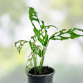 Monstera obliqua ‘Peru’ Small Live Plant – Rare Tropical Indoor Foliage, Easy Care Greenery, Houseplant, Unique Tropical Plant