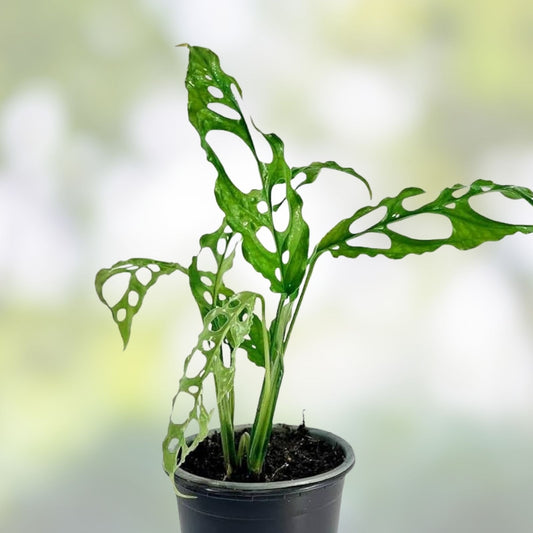 Monstera obliqua ‘Peru’ Small Live Plant – Rare Tropical Indoor Foliage, Easy Care Greenery, Houseplant, Unique Tropical Plant