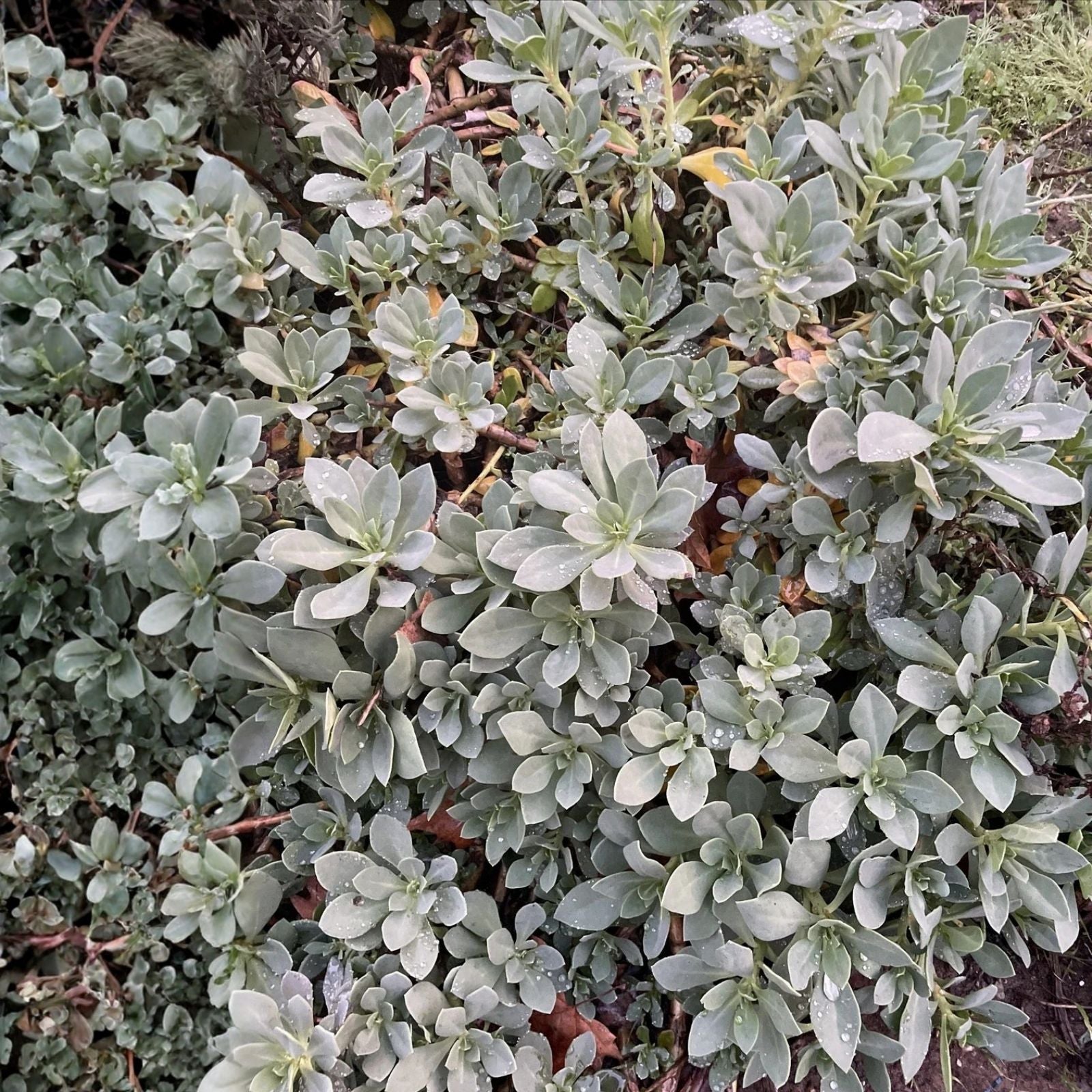 Succulent Cuttings 6" Rock Purslane Calandrinia Spectabilis Live Plant 5 Pack Drought Tolerant Indoor Outdoor