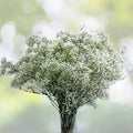Baby's Breath Seeds 100+ Pack Gypsophila elegans Delicate Snow-Like Blooms for Gardens Bouquets