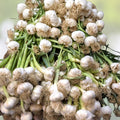 Carrot Seeds Little Fingers Non-GMO Daucus carota Heirloom Vegetable Seeds for Home Gardening 50+