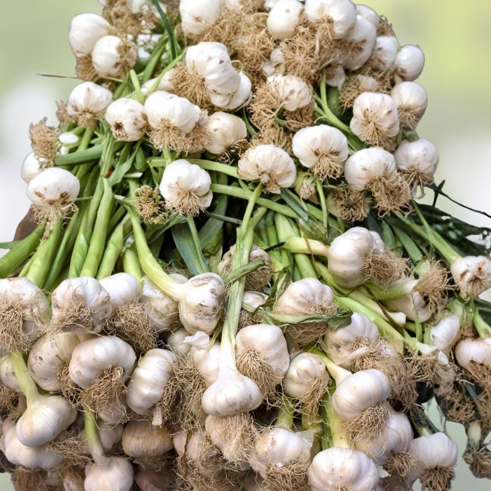 Carrot Seeds Little Fingers Non-GMO Daucus carota Heirloom Vegetable Seeds for Home Gardening 50+