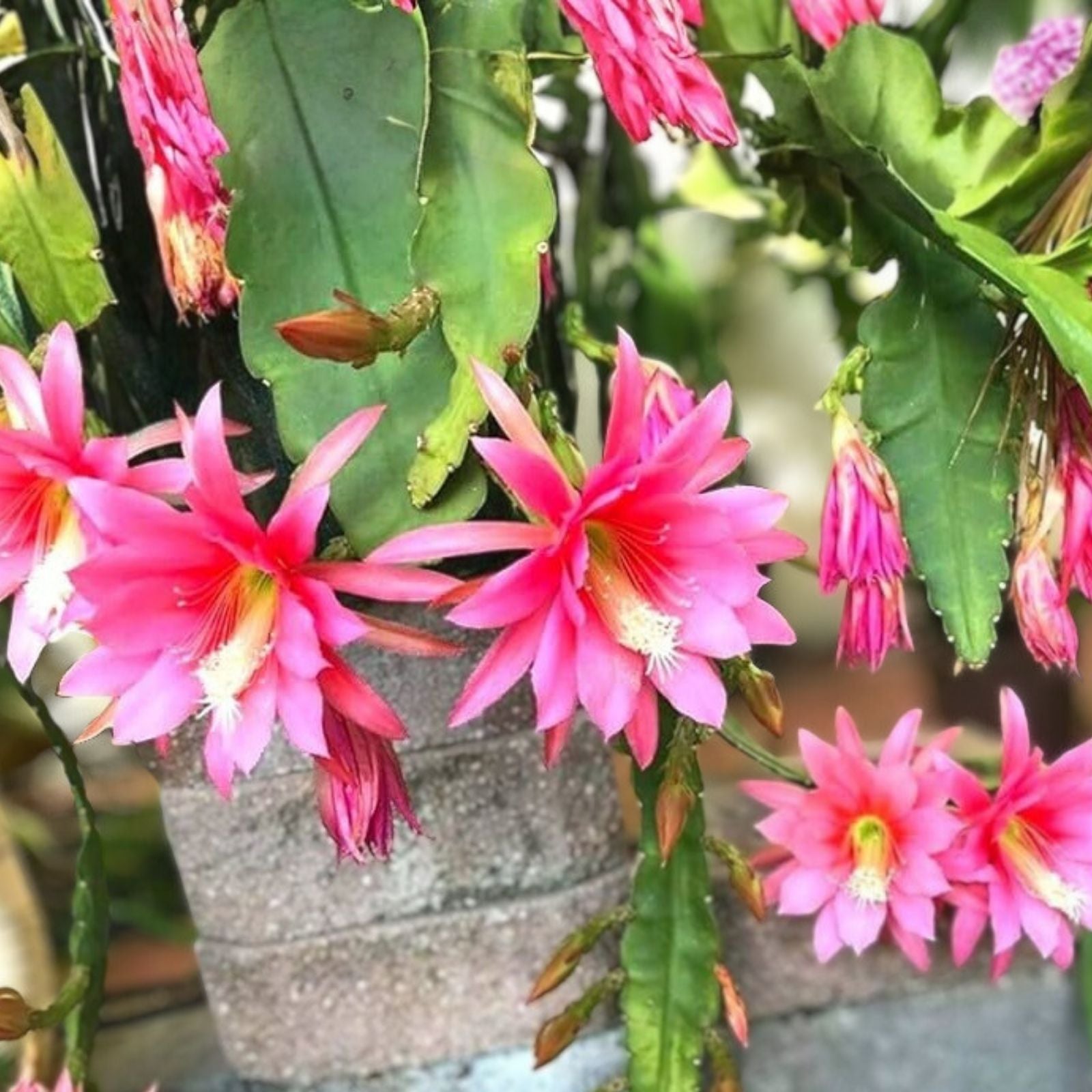 E Hookeri Epiphyllum Orchid Cactus Cuttings – 2 Fresh 6-8" Green Fragrant Plants for Propagation and Home Decor