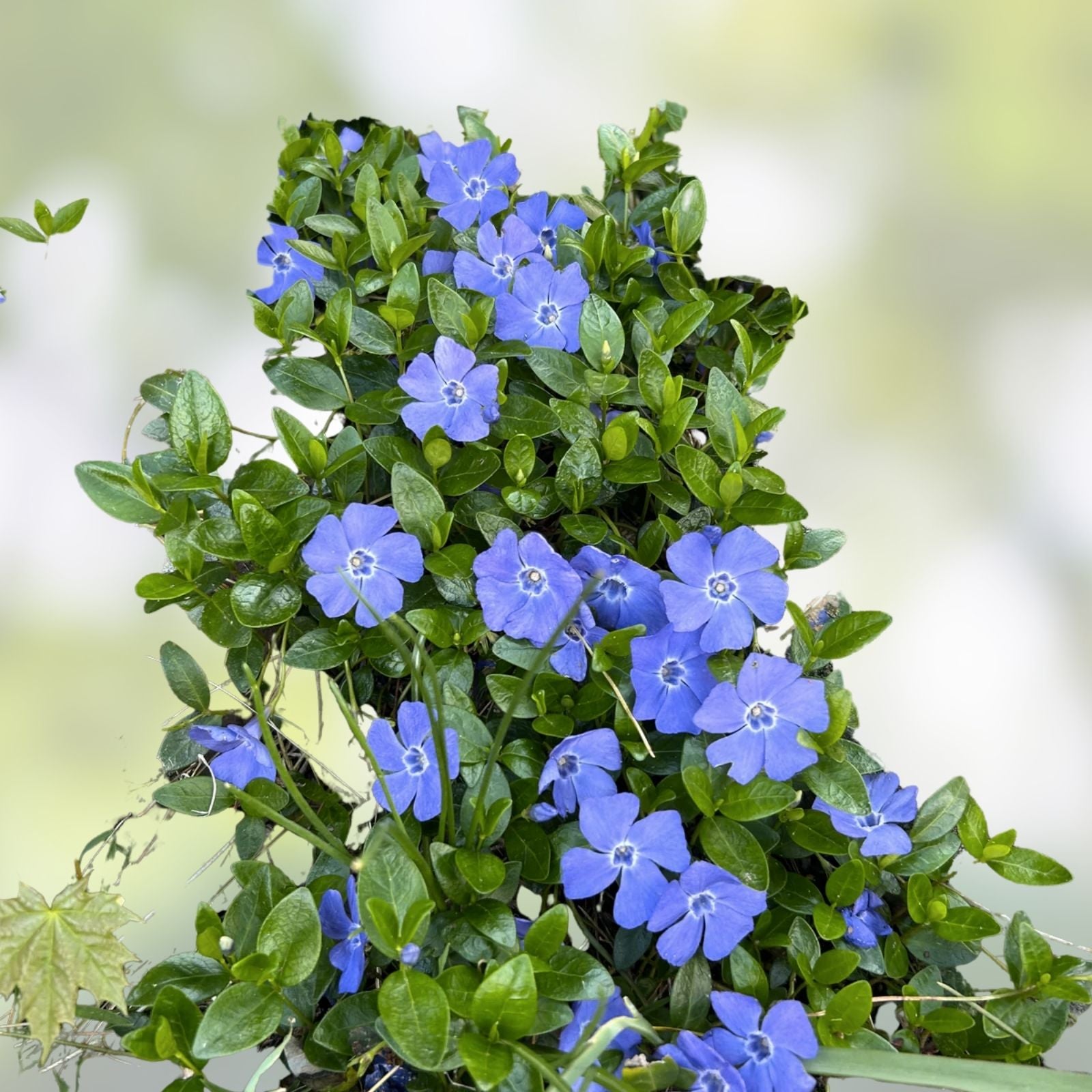 Vinca Vine Rooted Cuttings 10 Perennial Evergreen Ground Cover Creeping Myrtle Periwinkle Houseplant