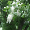 Cottonwood Tree Cuttings 2 Pack - Fast Growing Shade Trees Populus deltoides Live Planting Material for Landscaping