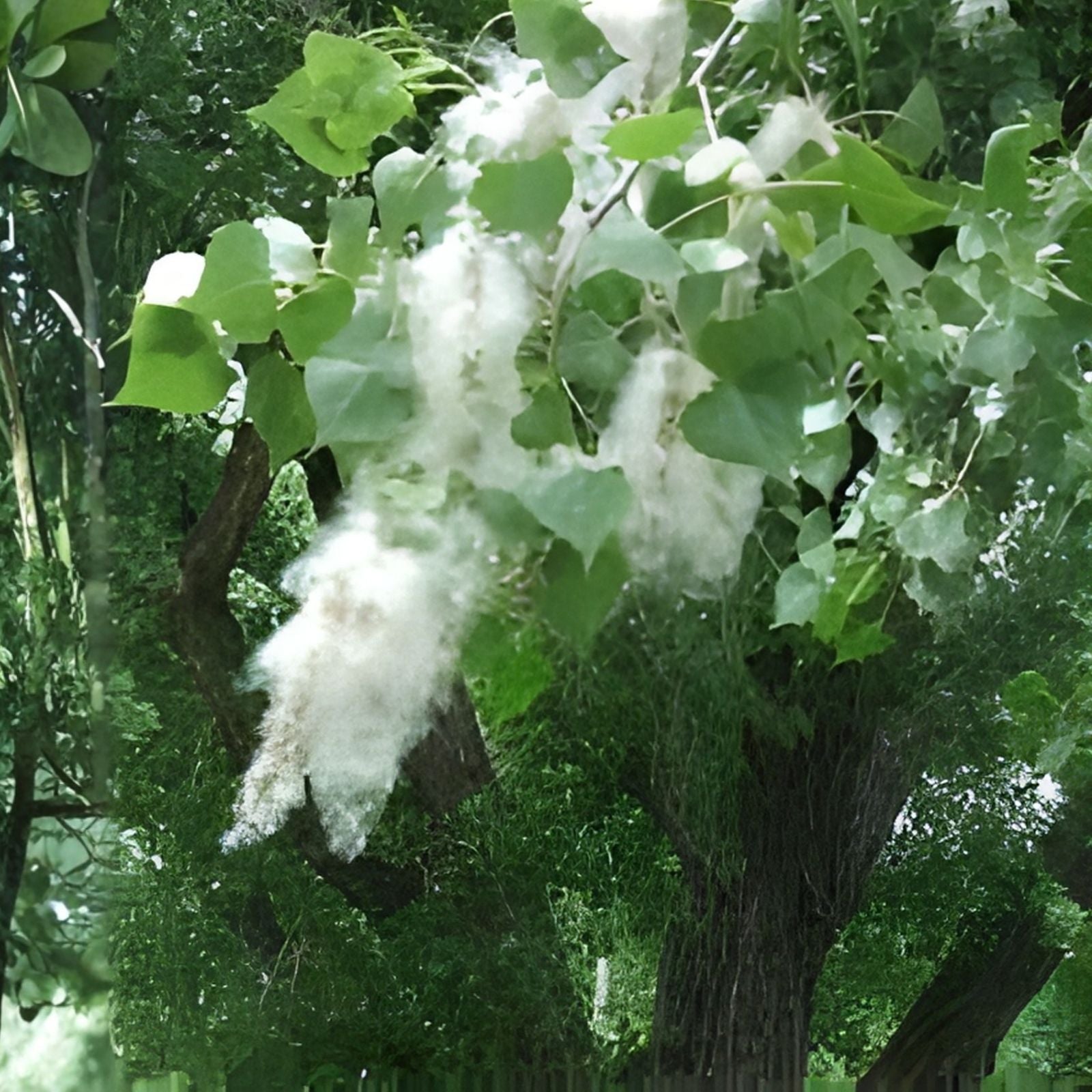 Cottonwood Tree Cuttings 2 Pack - Fast Growing Shade Trees Populus deltoides Live Planting Material for Landscaping