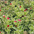 Heartleaf Ice Plant Cuttings Variegata Drought-Tolerant Succulent Ground Cover Mesembryanthemum Cordifolium