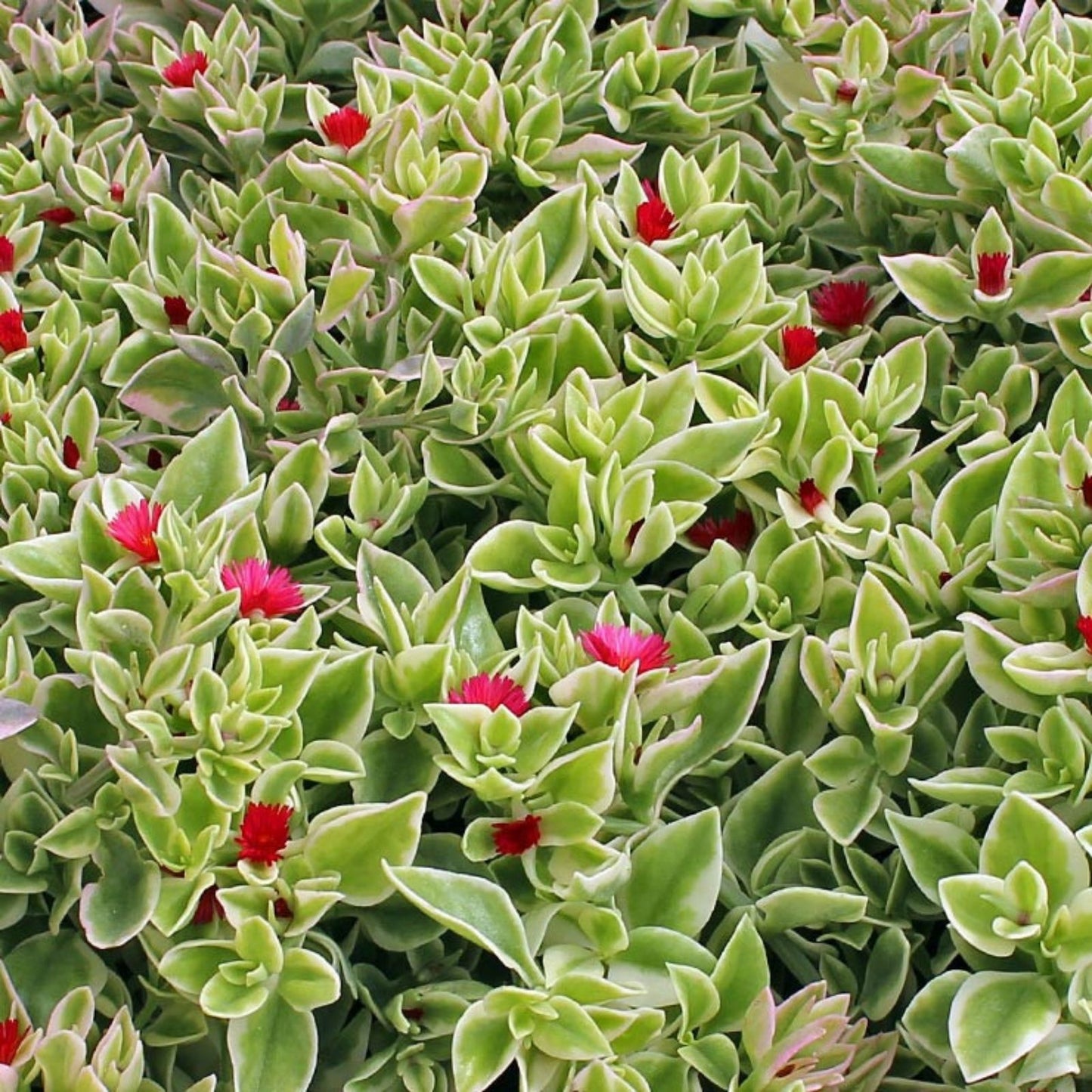 Heartleaf Ice Plant Cuttings Variegata Drought-Tolerant Succulent Ground Cover Mesembryanthemum Cordifolium