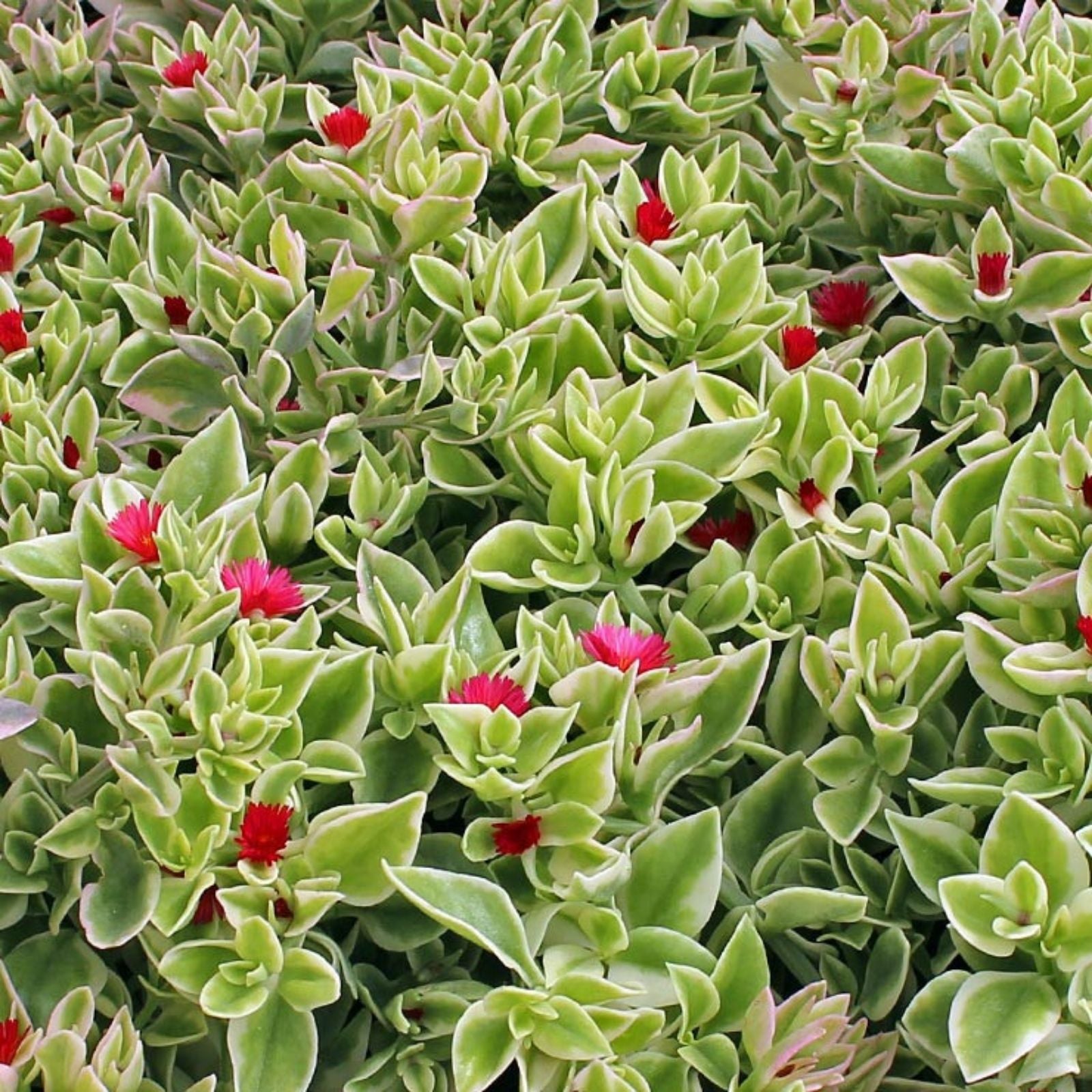 Heartleaf Ice Plant Cuttings Variegata Drought-Tolerant Succulent Ground Cover Mesembryanthemum Cordifolium