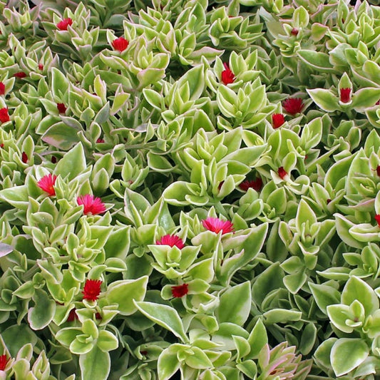 Heartleaf Ice Plant Cuttings Variegata Drought-Tolerant Succulent Ground Cover Mesembryanthemum Cordifolium