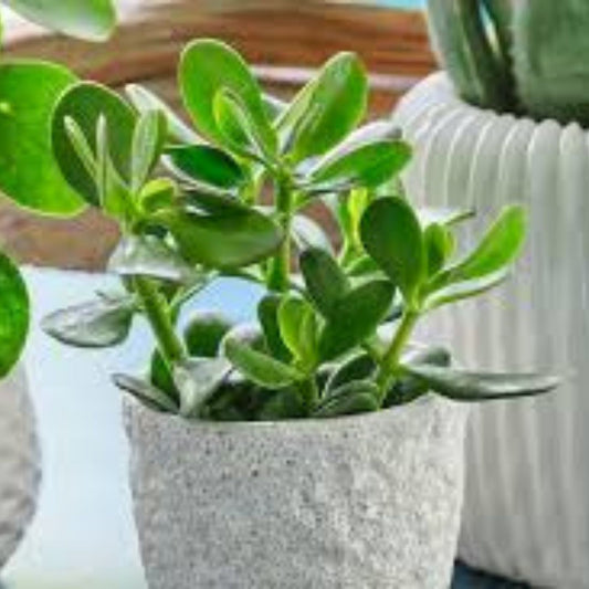Jade Plant Cuttings, Crassula Ovata Succulent, Live Houseplant, Small & Large Leaf, Gardening Decor, Non-GMO, 4-6 Inches