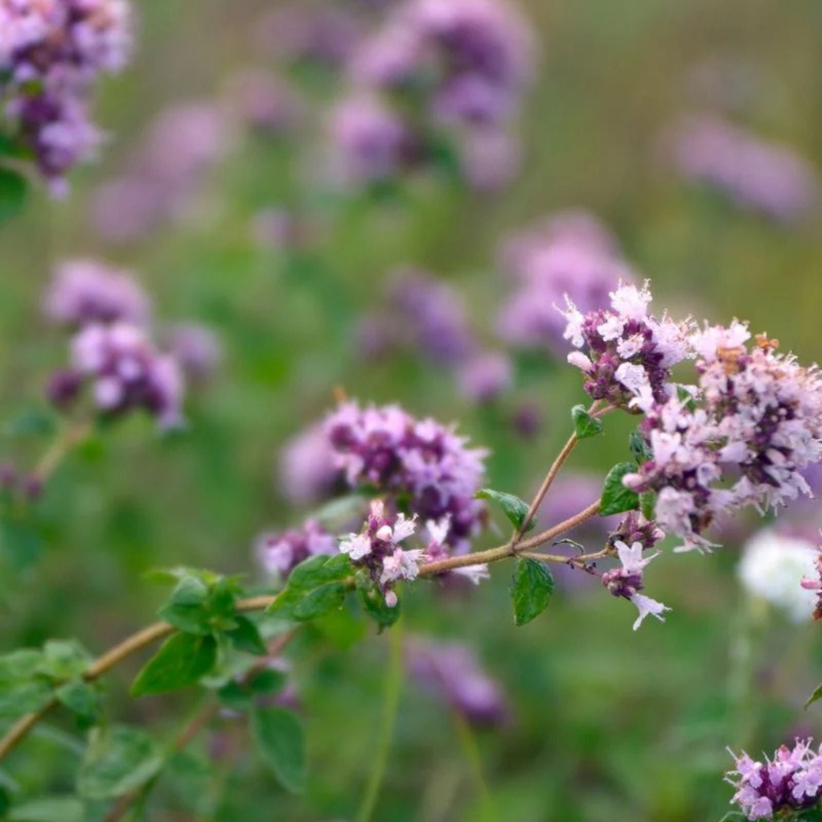 Oregano Seeds 500 Pack Greek Variety Origanum vulgare var. hirtum Herb Seeds for Cooking Gardening
