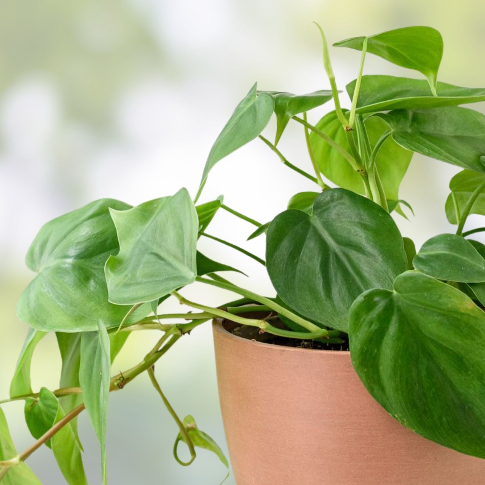 Philodendron Rogus Cutting - Rooted Pig Skin Variety - Indoor Tropical Houseplant - Easy Care Green Foliage Plant