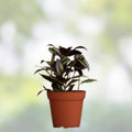 Dark Red Zebrina Wandering Jew Cutting - Tradescantia, Indoor Houseplant, 2" or 4" Pot, Easy Care, Live Plant, Starter Plant