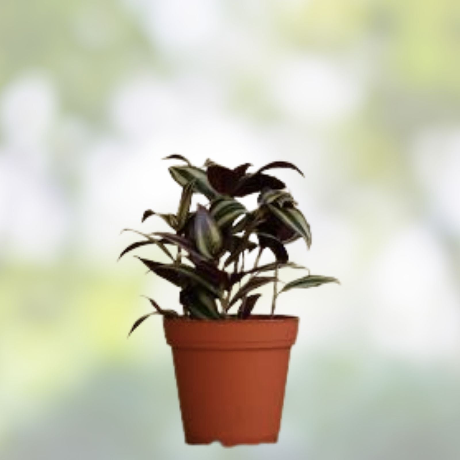 Dark Red Zebrina Wandering Jew Cutting - Tradescantia, Indoor Houseplant, 2" or 4" Pot, Easy Care, Live Plant, Starter Plant
